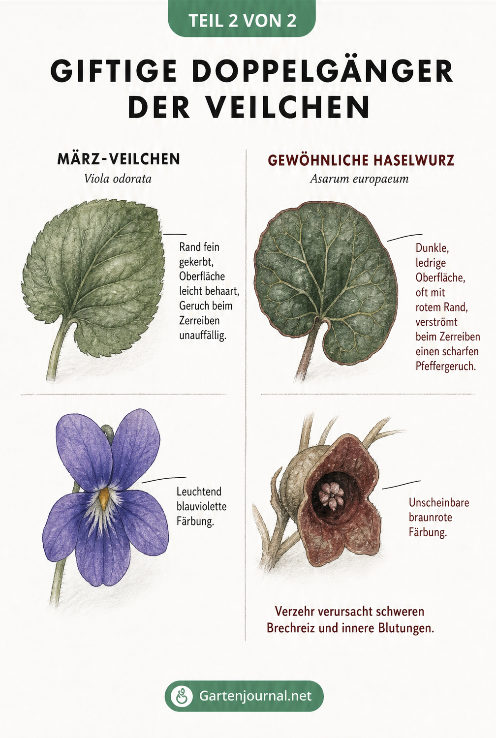 Gegenüberstellung von essbarem März-Veilchen und giftigem Gewöhnlichen Haselwurz