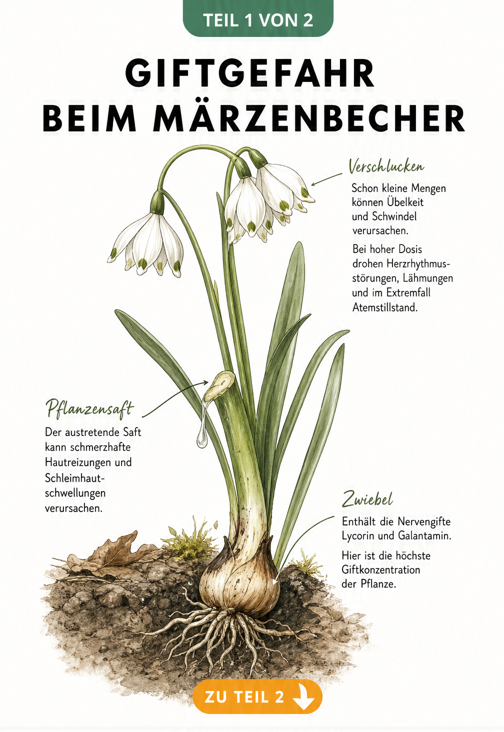 Botanische Illustration eines Märzenbechers mit Zwiebel und Blüten, die die giftigen Pflanzenteile und Symptome bei Verschlucken oder Hautkontakt zeigt.