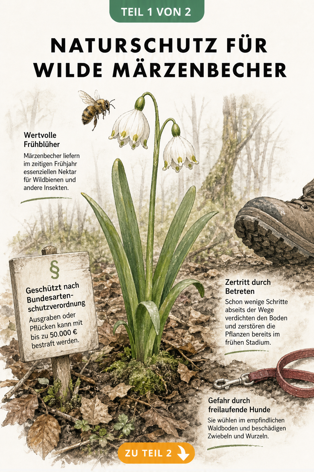 Botanische Illustration eines Märzenbechers im Auenwald mit Wildbiene, Warnschild zum Naturschutz und Darstellung von Gefahren durch Trittschäden und Hunde