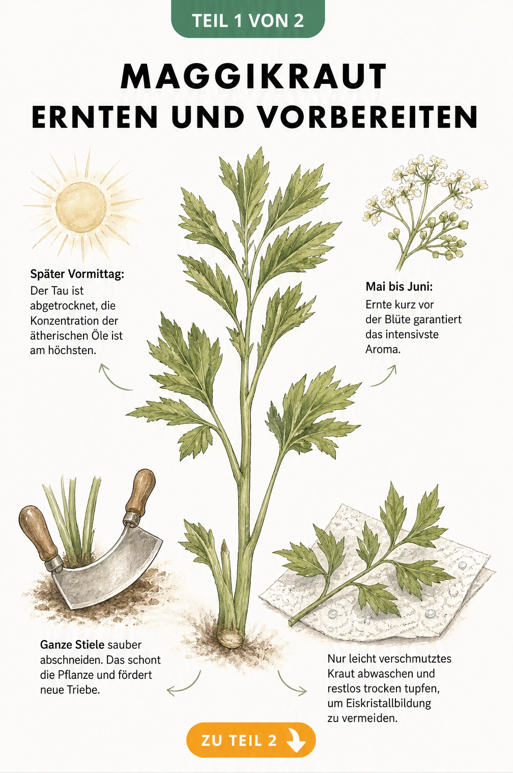 Botanische Illustration von Maggikraut mit Tipps zu Erntezeitpunkt, Schnitt und Vorbereitung für das Einfrieren