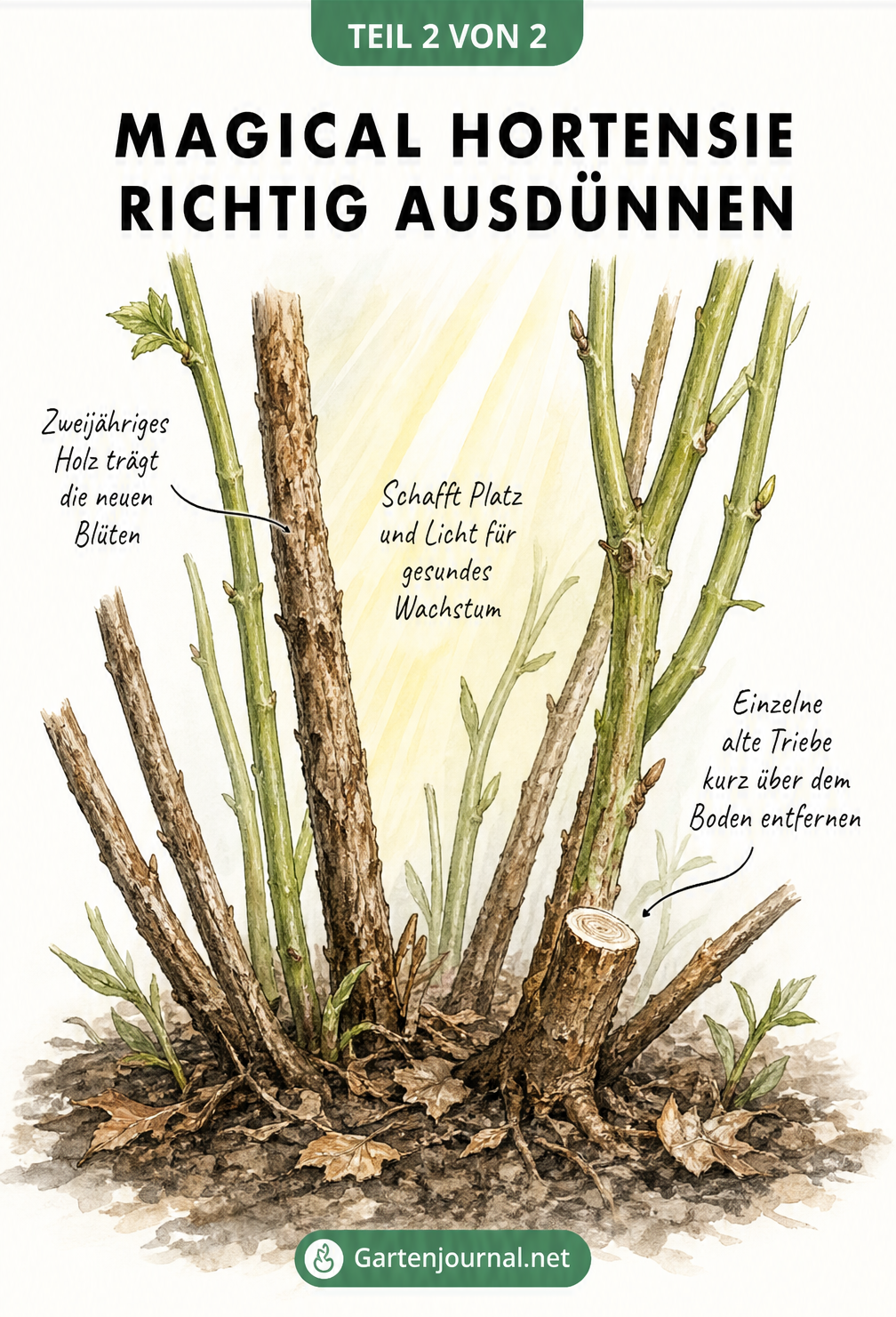 Zeichnung der Basis eines Hortensienbusches, bei dem ein alter, dicker Trieb kurz über dem Boden entfernt wird, um Platz für junge Triebe zu schaffen.