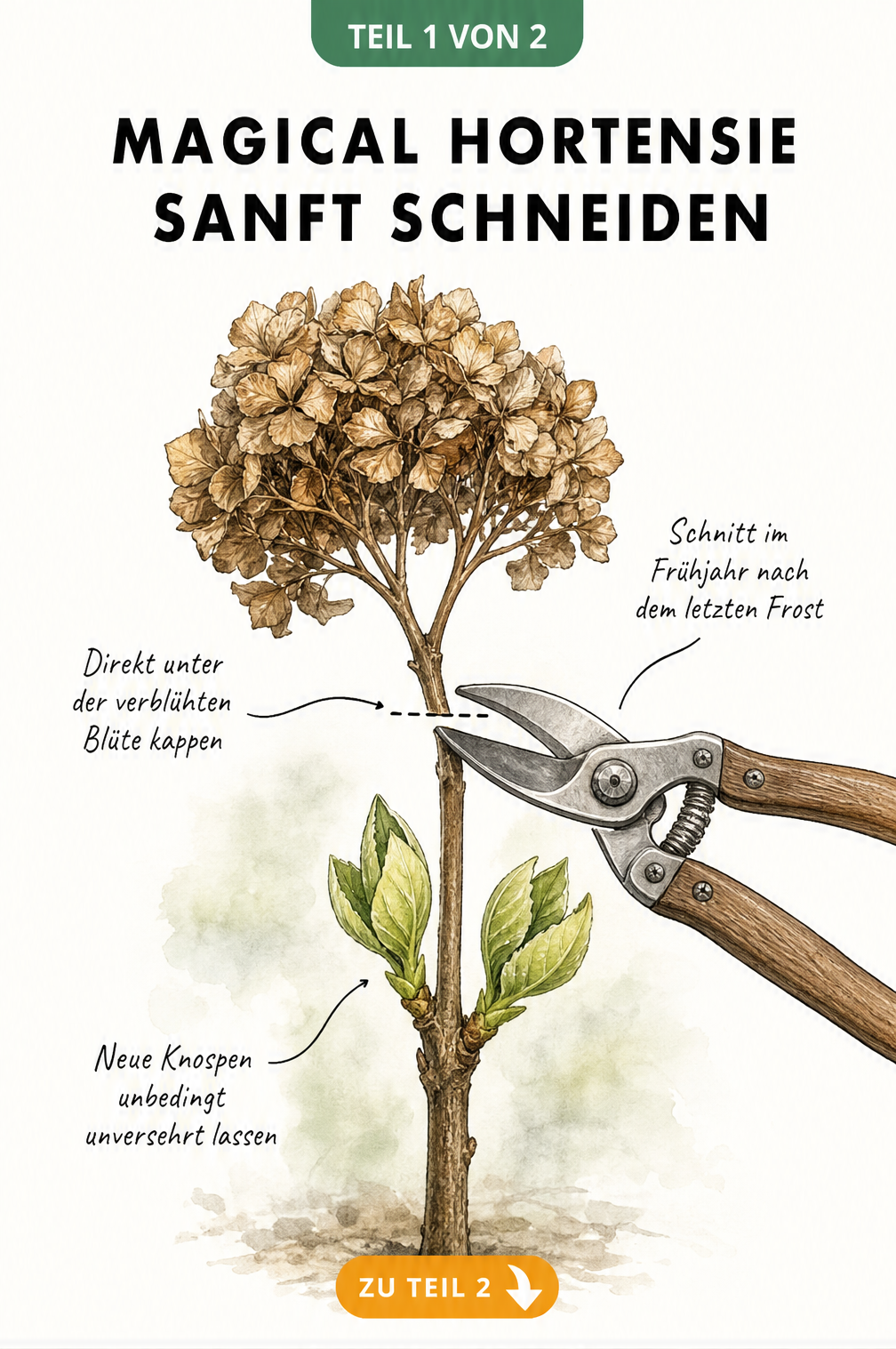 Botanische Illustration eines Hortensienzweigs, der direkt unter der alten Blüte und über den neuen Knospen abgeschnitten wird.