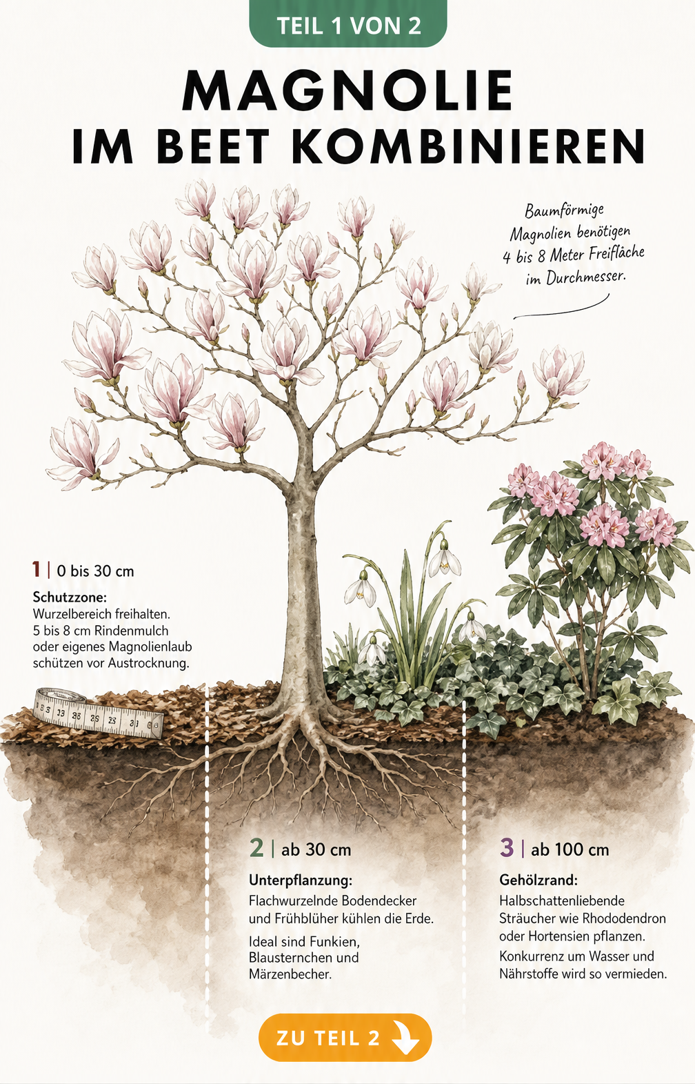 Querschnitt einer Magnolie im Beet mit Wurzelbereich, Unterpflanzung und Gehölzrand