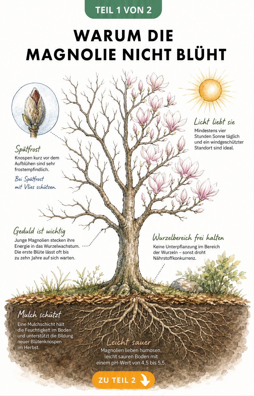 Botanische Illustration eines Magnolienbaums, der links kahl ist und rechts blüht, mit Hinweisen zu Lichtbedarf, Frostschutz, Alter und Bodenbeschaffenheit.