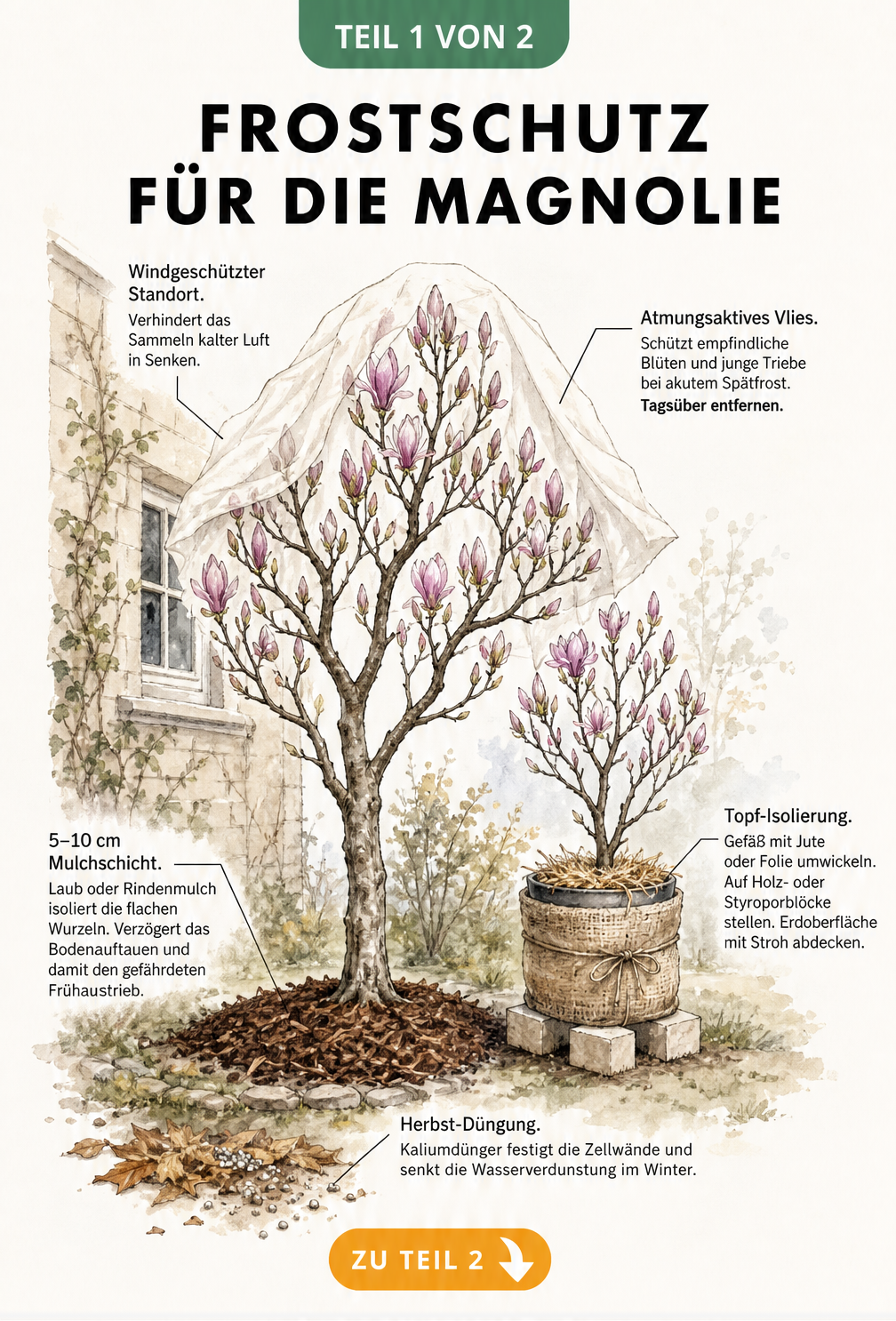 Illustration verschiedener Frostschutzmaßnahmen für Magnolien wie Vlies, Mulch und windgeschützter Standort
