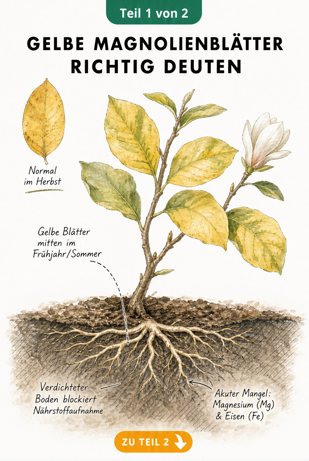 Botanische Illustration eines Magnolienzweigs mit gelben Blättern und flachem Wurzelwerk im Erdschnitt