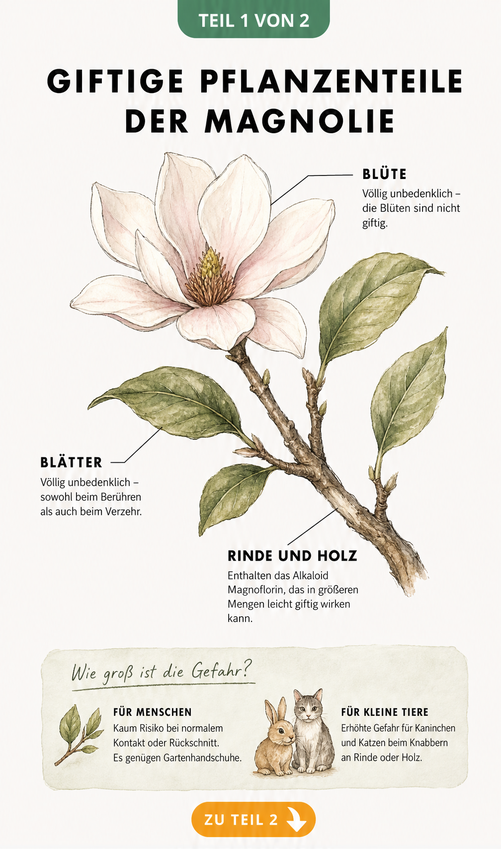 Botanische Illustration eines Magnolienzweigs mit Blüte, Blättern und Rinde, die giftige und ungiftige Pflanzenteile zeigt