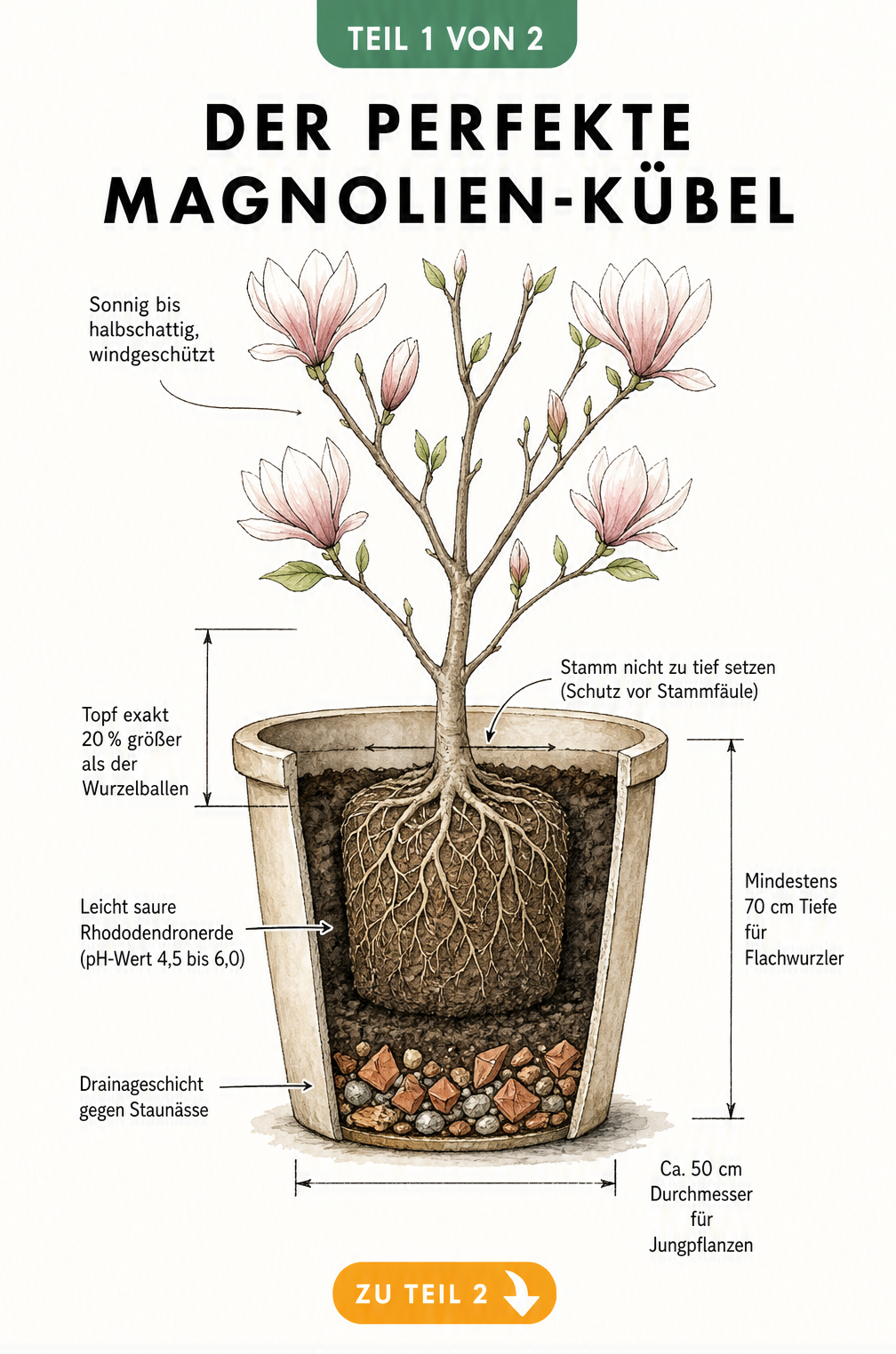 Querschnitt eines Pflanzgefäßes mit einer jungen Magnolie, der den optimalen Aufbau aus Drainageschicht, Rhododendronerde und Pflanztiefe zeigt.