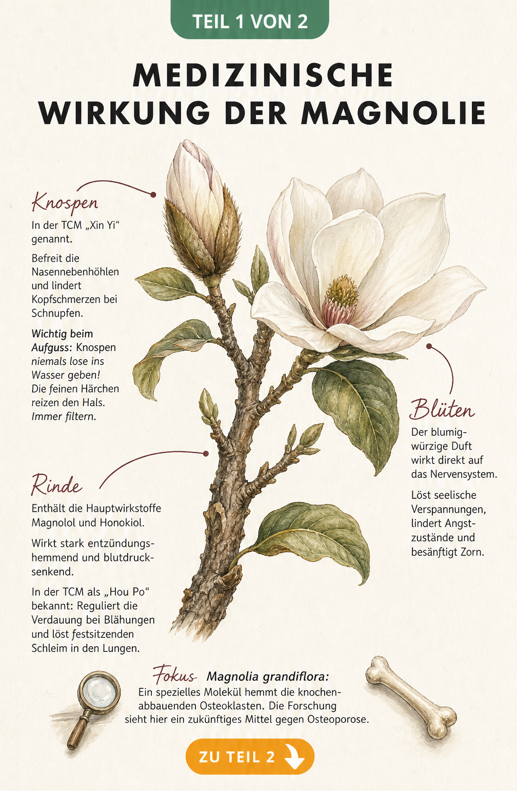 Botanische Illustration eines Magnolienzweigs mit Rinde, Knospe und Blüte sowie Erklärungen zur medizinischen Wirkung