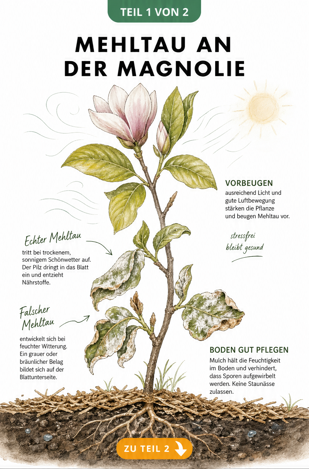 Botanische Illustration eines Magnolienzweigs, der unten von Mehltau befallen ist und oben gesund wächst, mit Hinweisen zur Vorbeugung durch Licht, Luft und...