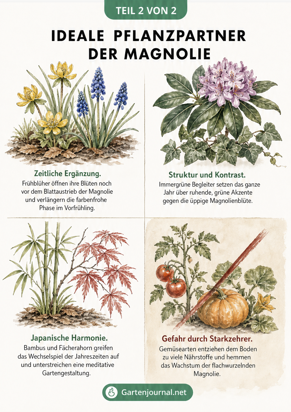 Vier ideale Pflanzpartner für die Magnolie: Frühblüher, immergrüne Pflanzen, Bambus und Fächerahorn sowie ungeeignete Starkzehrer