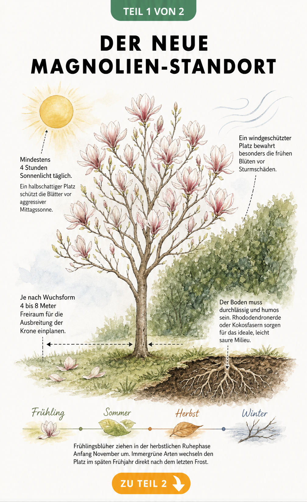 Botanische Illustration einer Magnolie mit Hinweisen zu Sonnenlicht, Windschutz, Platzbedarf und Bodenbeschaffenheit.