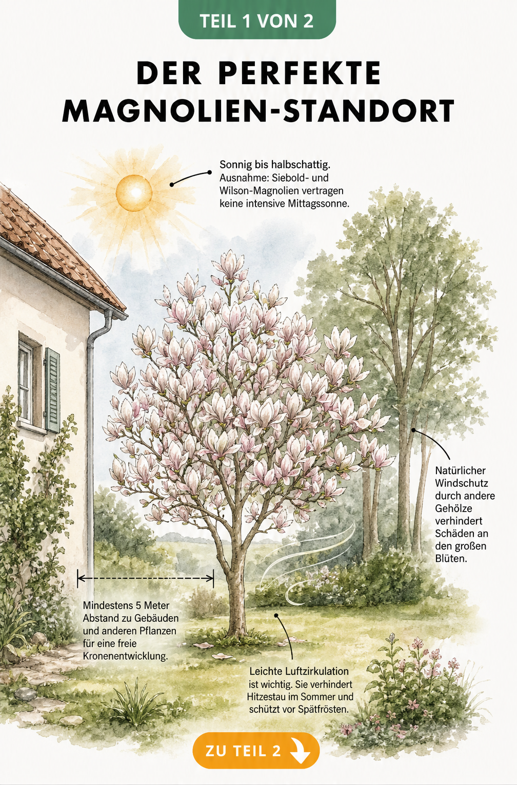 Illustration einer blühenden Magnolie im Garten mit Hinweisen zu Sonnenlicht, Windschutz und Abstand zum Haus