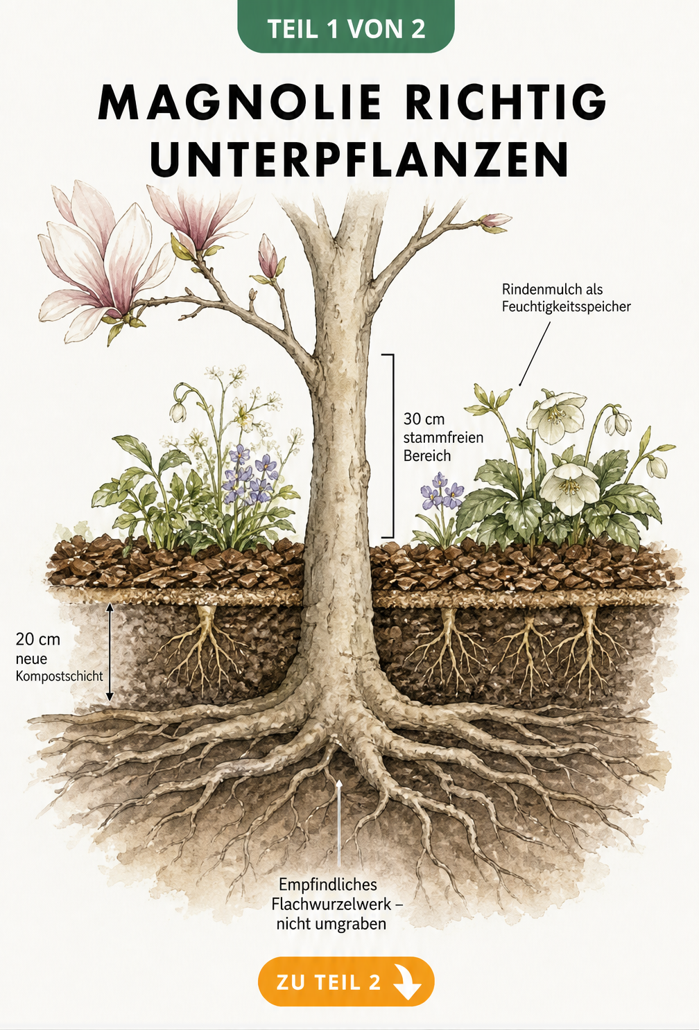 Querschnitt der Erde unter einer Magnolie mit flachen Wurzeln und neuer Kompostschicht zur Unterpflanzung