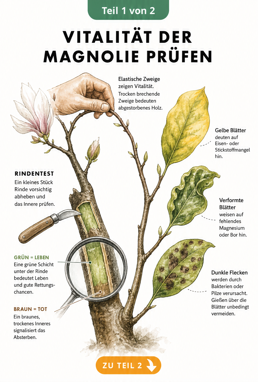 Illustration eines Magnolienzweigs mit Rindentest, Biegetest und Schadbildern an Blättern zur Prüfung der Vitalität.