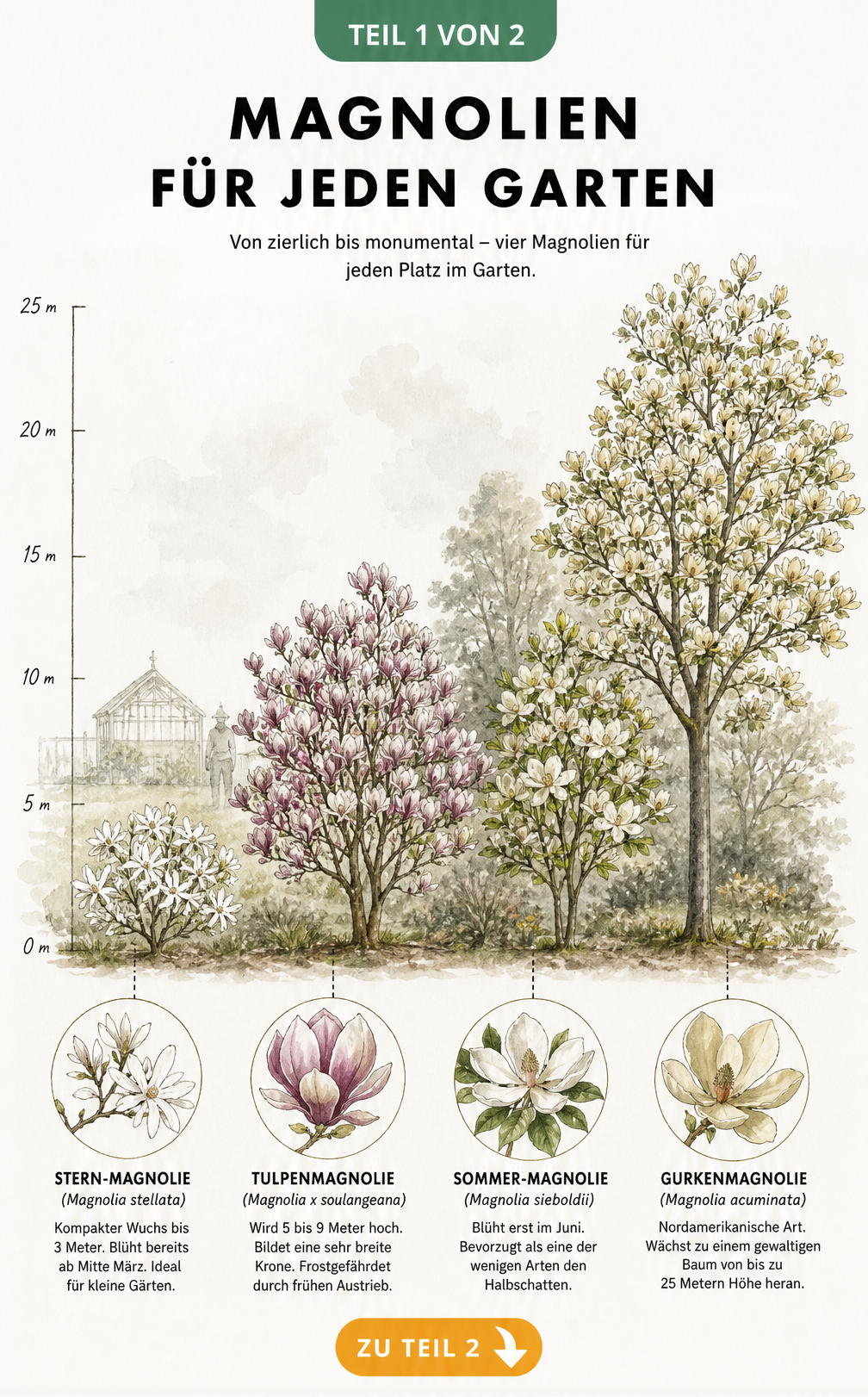Illustration von vier Magnolienarten im Größenvergleich: Stern-Magnolie, Tulpenmagnolie, Sommer-Magnolie und Gurkenmagnolie