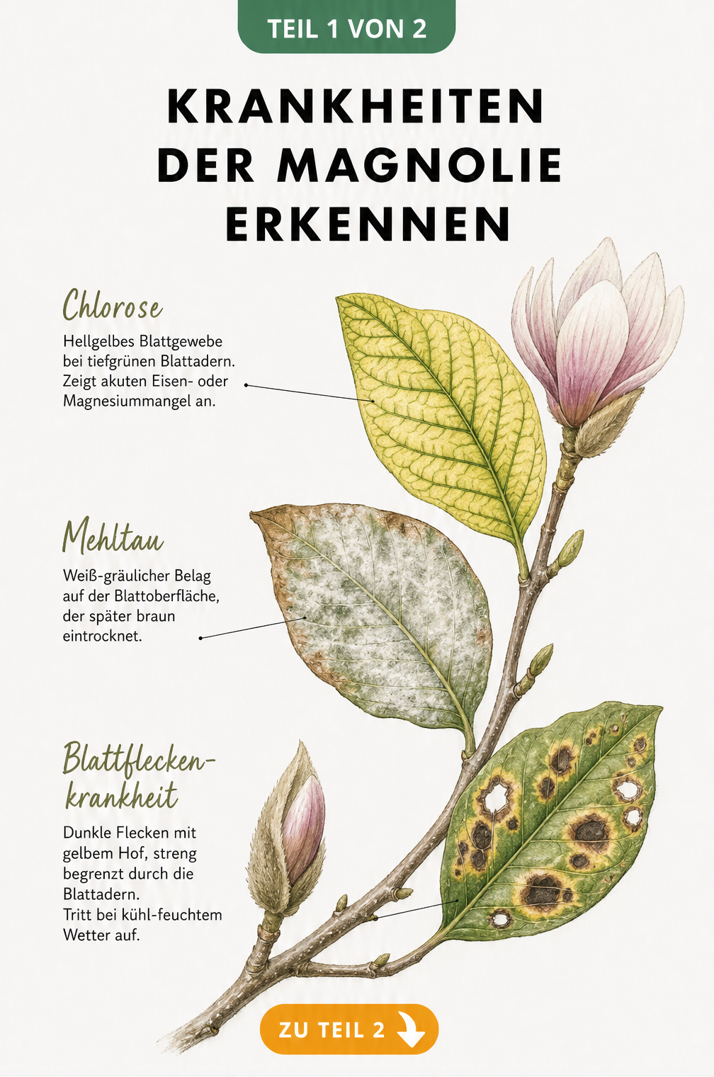 Botanische Zeichnung von Magnolienblättern mit Blattfleckenkrankheit, Mehltau und Chlorose
