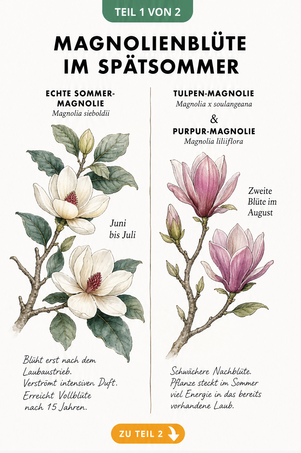 Botanische Illustration der Echten Sommer-Magnolie und Tulpen-Magnolie im Vergleich