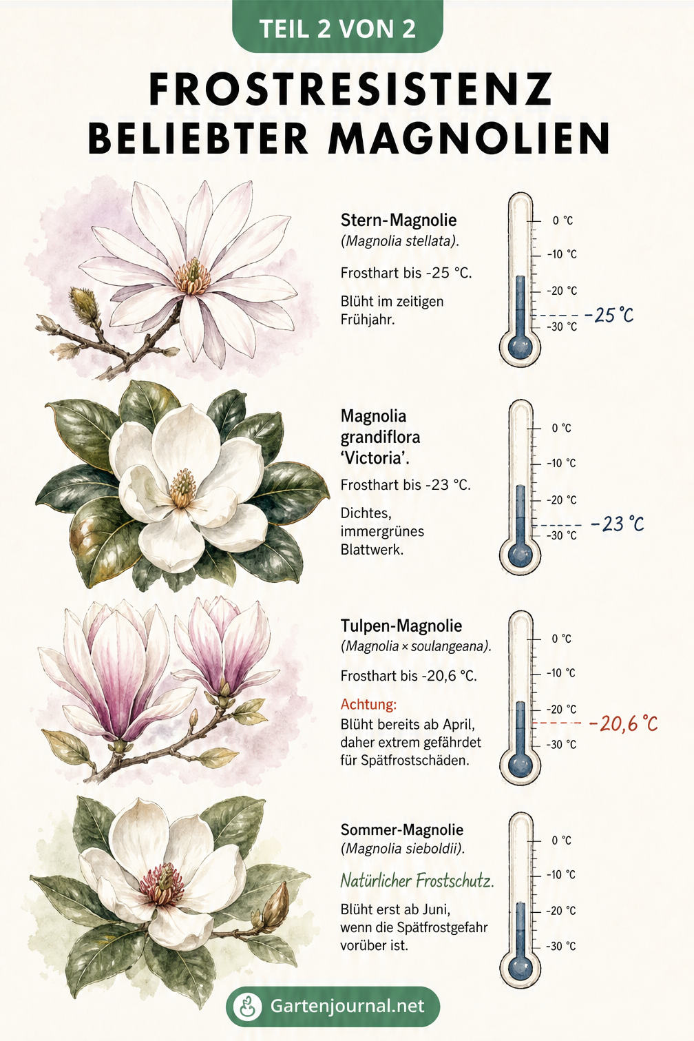 Übersicht der Frostresistenz beliebter Magnolien-Sorten wie Stern-Magnolie und Tulpen-Magnolie
