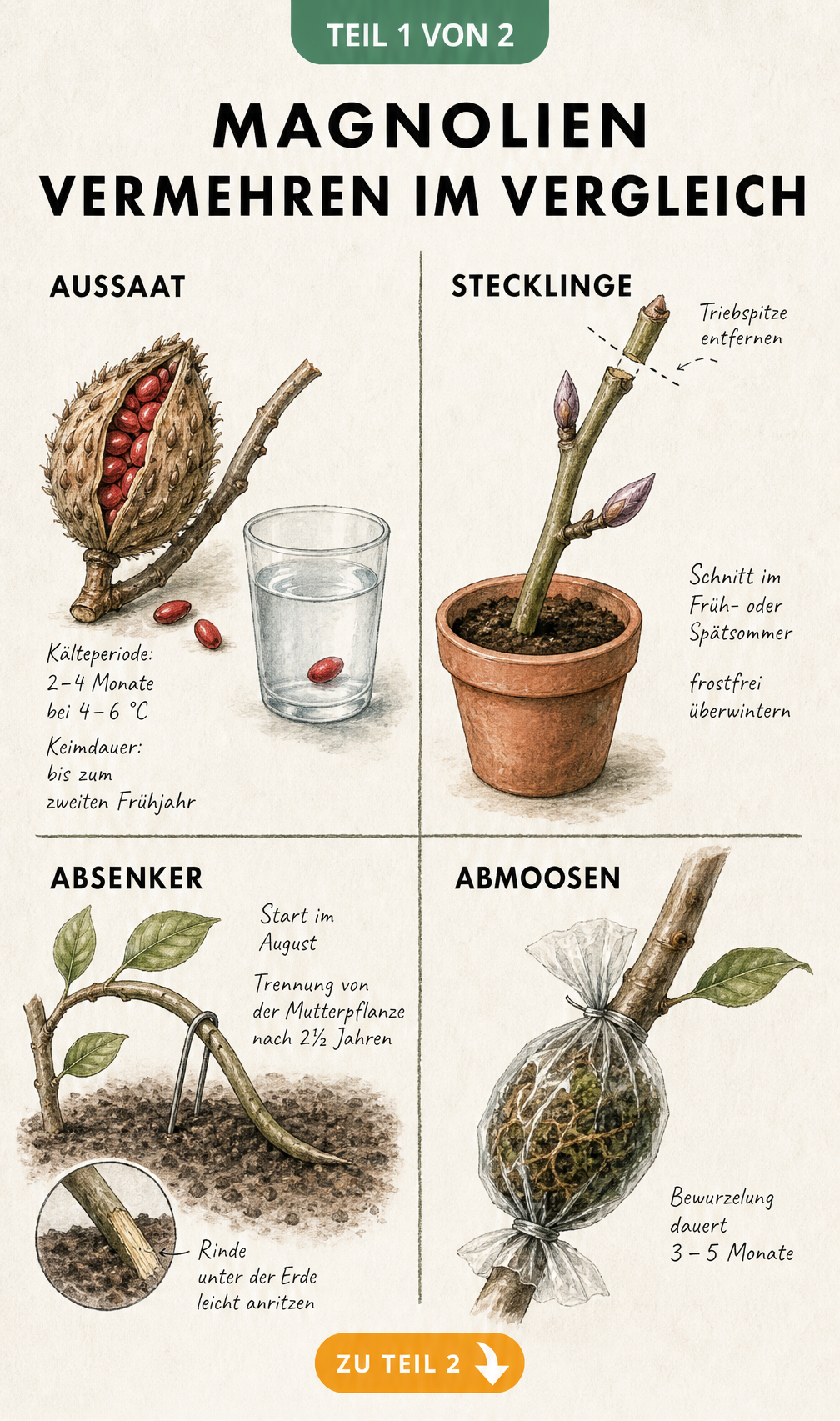 Botanische Lehrtafel mit vier Methoden zur Vermehrung von Magnolien: Aussaat, Stecklinge, Absenker und Abmoosen