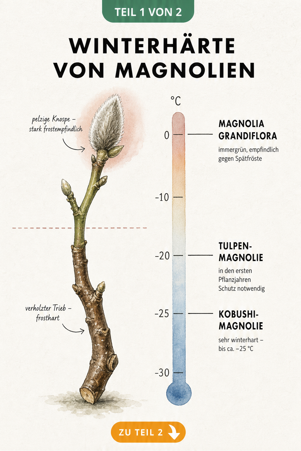 Botanische Illustration eines Magnolienzweigs mit Temperaturskala und Winterhärte verschiedener Magnolienarten