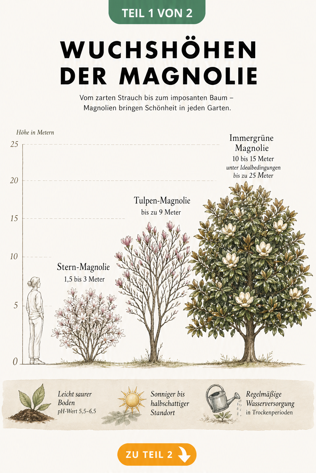 Botanische Schautafel mit drei Magnolienbäumen in aufsteigender Größe neben einer menschlichen Silhouette als Maßstab.