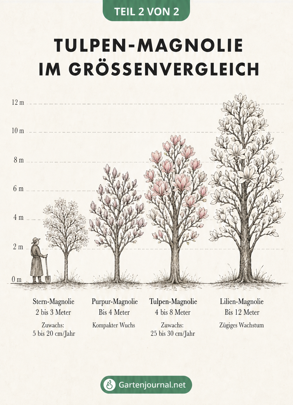 Größenvergleich verschiedener Magnolienarten: Stern-Magnolie, Purpur-Magnolie, Tulpen-Magnolie und Lilien-Magnolie
