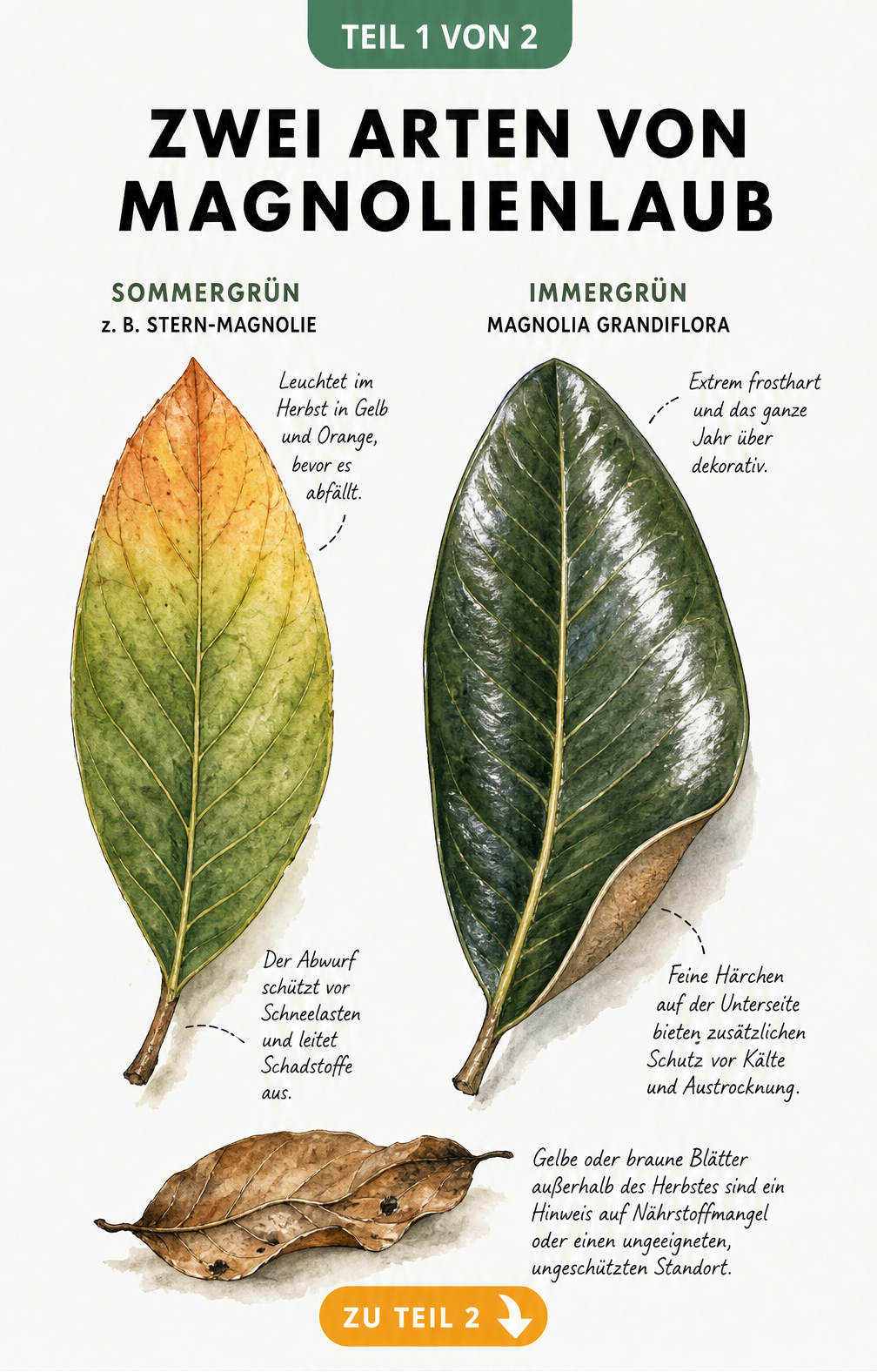 Botanische Illustration zweier Magnolienblätter: ein sommergrünes Blatt mit Herbstfärbung und ein immergrünes, ledriges Blatt im Vergleich.