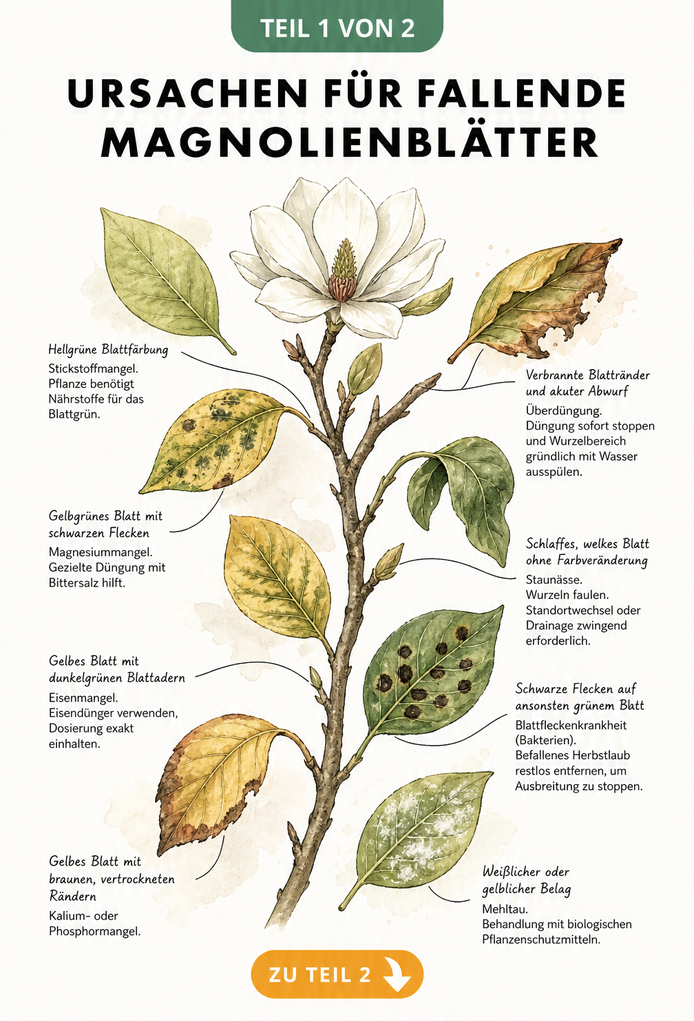 Botanische Illustration von Magnolienblättern mit verschiedenen Schadbildern wie Verfärbungen und Flecken, die auf Nährstoffmangel oder Krankheiten hinweisen.