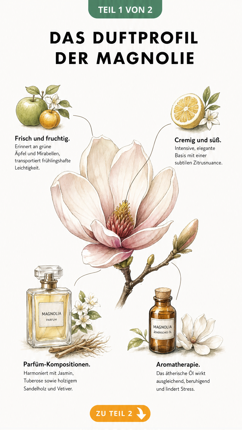 Botanische Illustration einer Magnolienblüte mit Duftnoten wie Apfel, Mirabelle und Zitrus