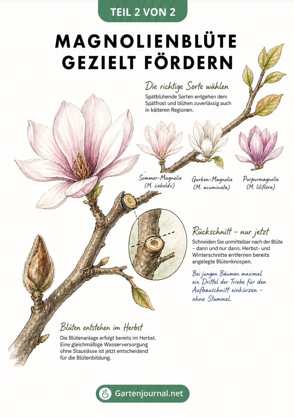 Aquarell-Studie eines Magnolienastes, die den Pflegezyklus von der Herbstknospe über die Blüte bis zum richtigen Schnittzeitpunkt und spätblühenden Sorten...