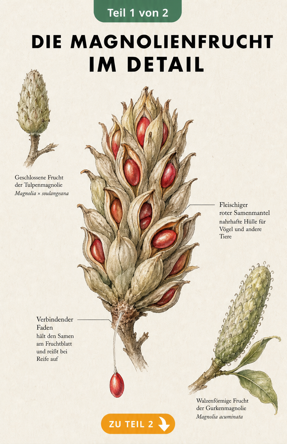 Detaillierte botanische Illustration einer geöffneten Schirmmagnolienfrucht mit roten Samen und Beschriftungen