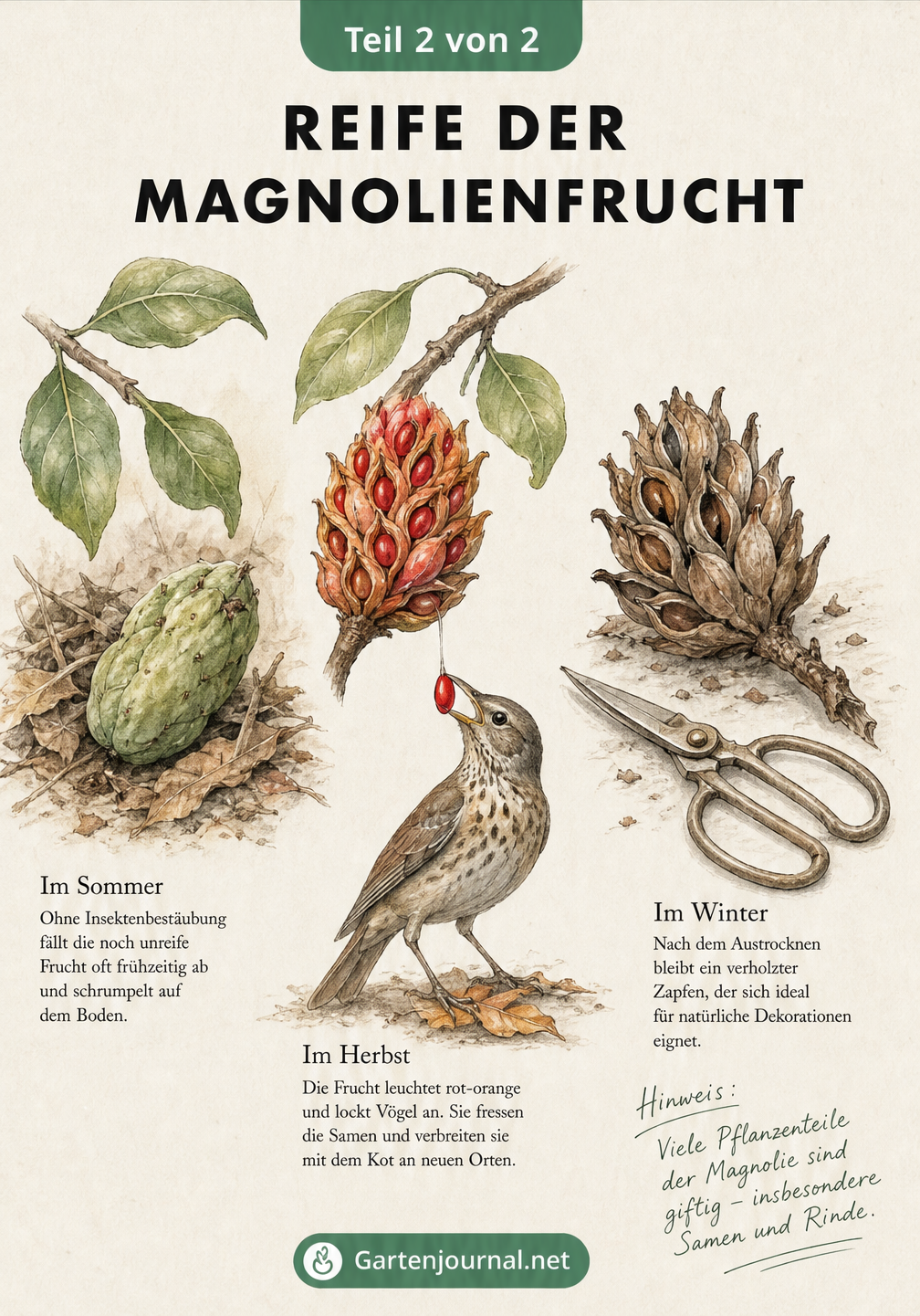Illustration der Entwicklung einer Magnolienfrucht von der unreifen grünen Frucht bis zum getrockneten Zapfen