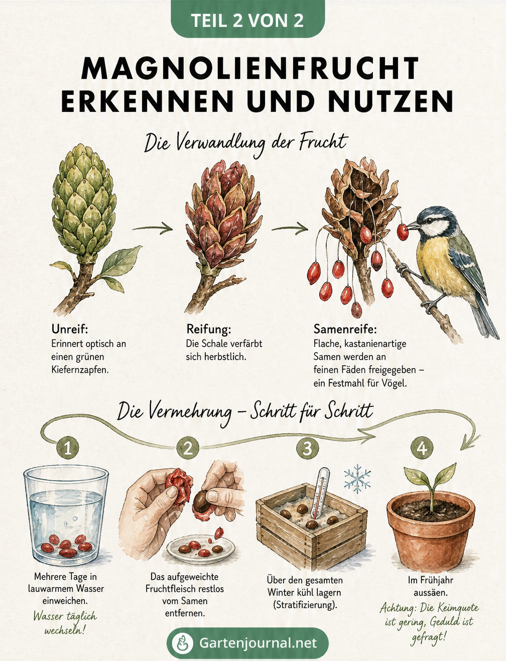 Skizze zur Entwicklung der Magnolienfrucht vom grünen Zapfen bis zur roten Samenreife und Anleitung zur Vermehrung