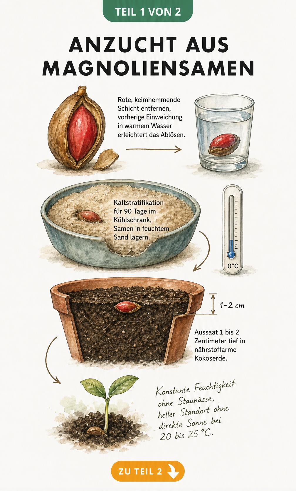 Aquarell-Illustration der Magnoliensamen-Anzucht: vom roten Samen über die Kaltstratifikation im Sand bis zum ersten grünen Keimling in Kokoserde.