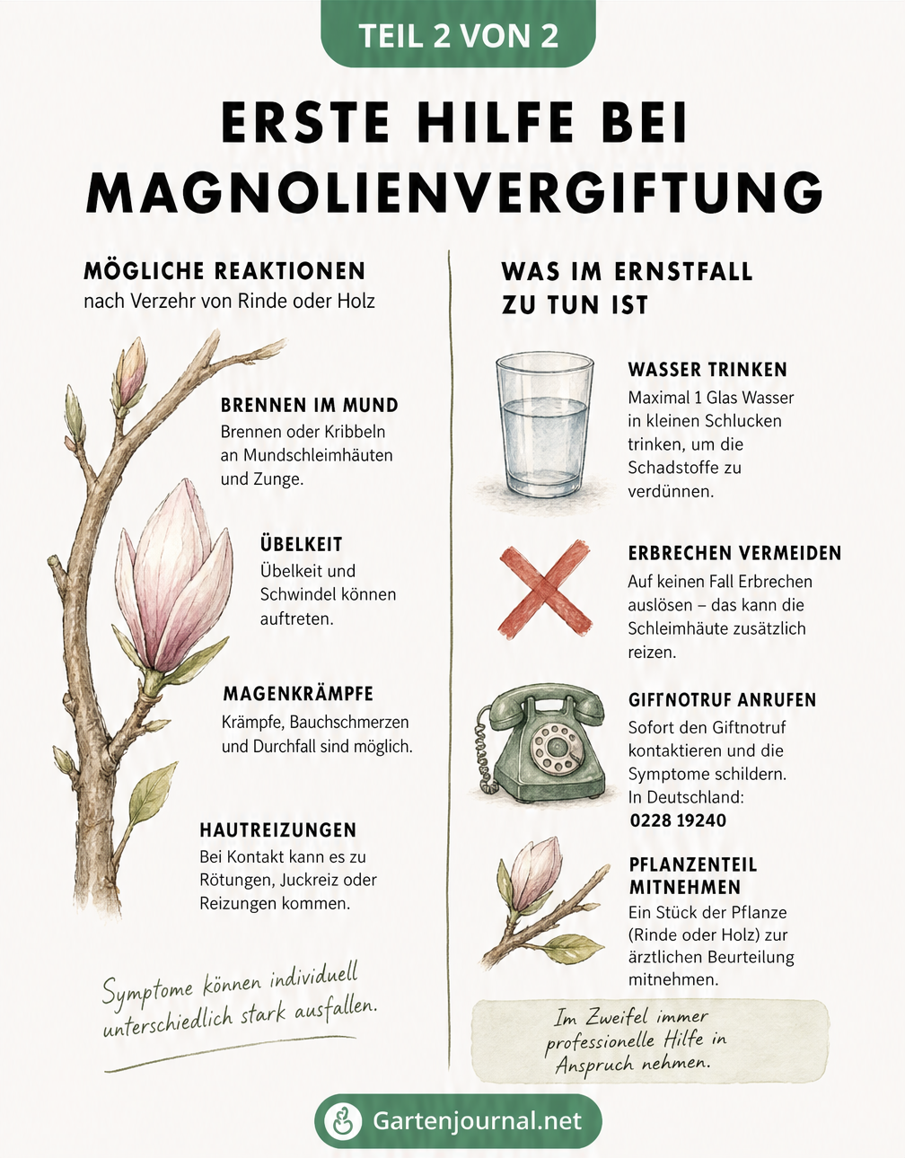 Übersicht der Symptome und Erste-Hilfe-Maßnahmen bei einer Magnolienvergiftung