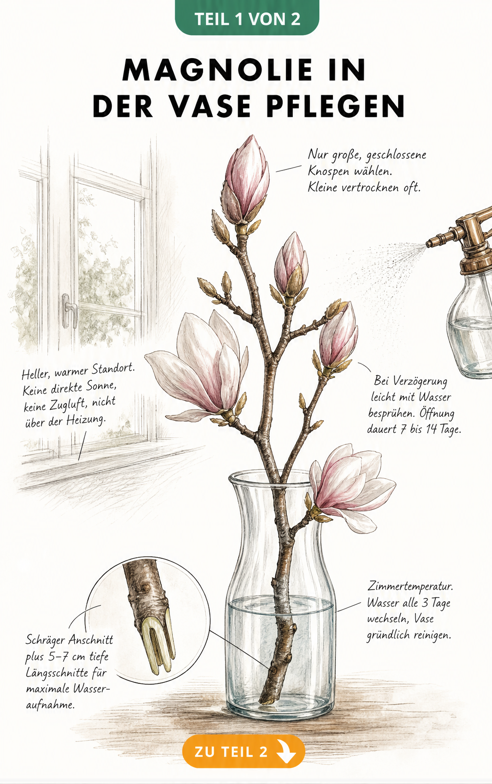 Botanische Illustration eines Magnolienzweigs in einer Glasvase mit Pflegehinweisen zu Anschnitt, Wasserwechsel und Standort