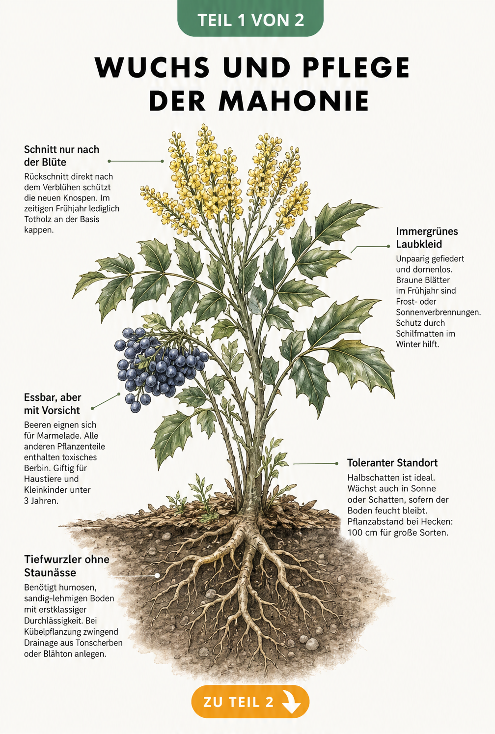 Botanische Illustration einer Mahonie mit Blüten, Beeren und Wurzelwerk im Querschnitt