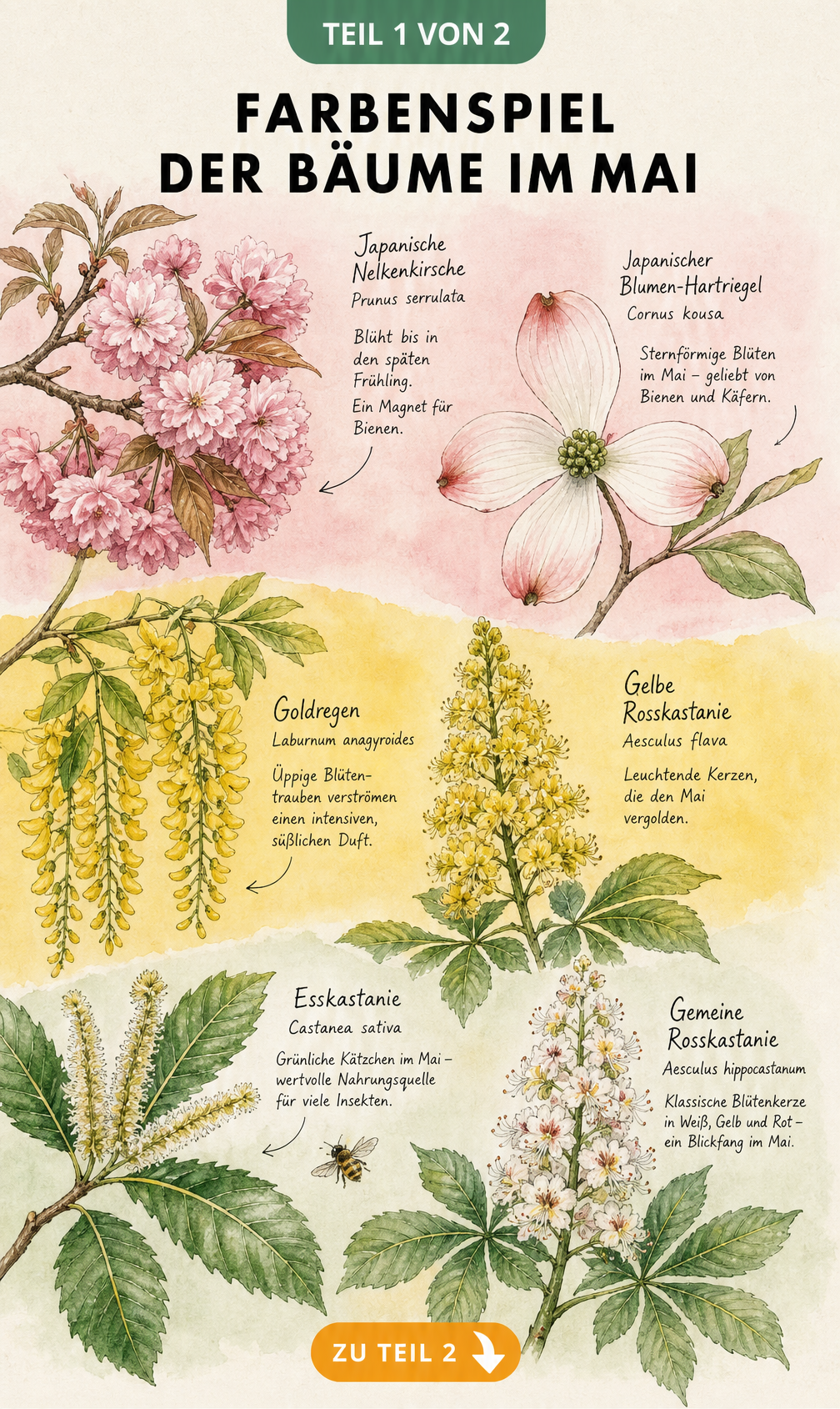 Aquarell-Zeichnung von rosa Blüten der Japanischen Nelkenkirsche und des Blumen-Hartriegels, gelben Blüten des Goldregens und der Rosskastanie sowie...