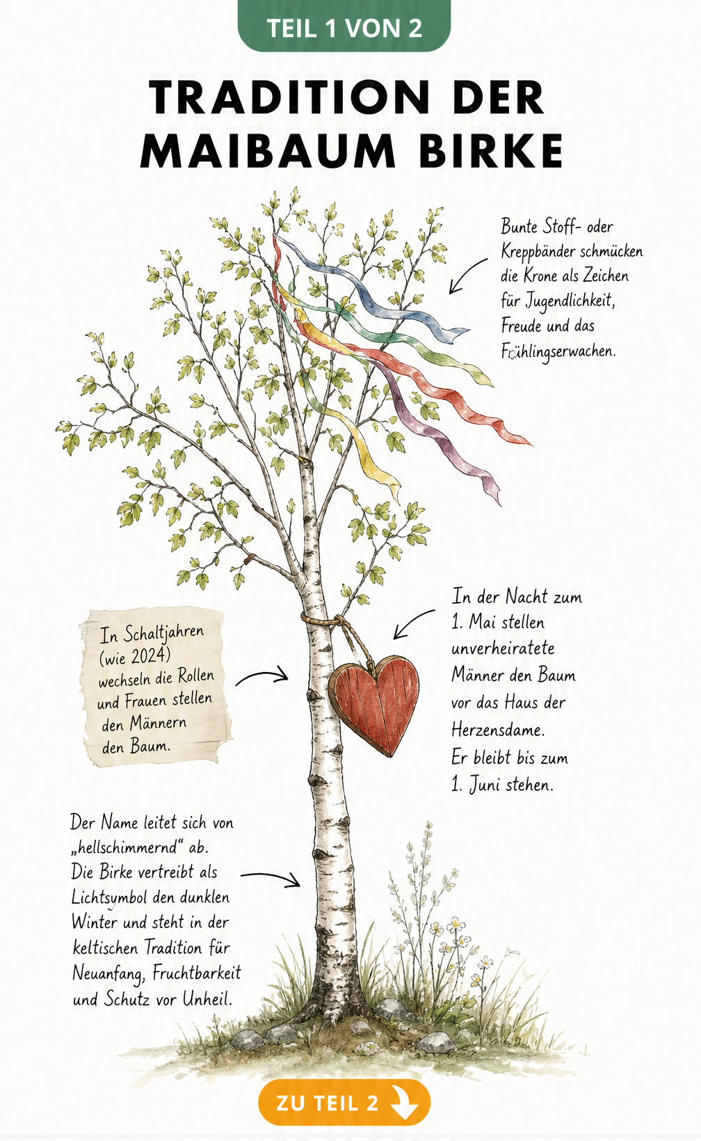 Illustration einer jungen Birke mit bunten Bändern und rotem Holzherz als traditioneller Maibaum