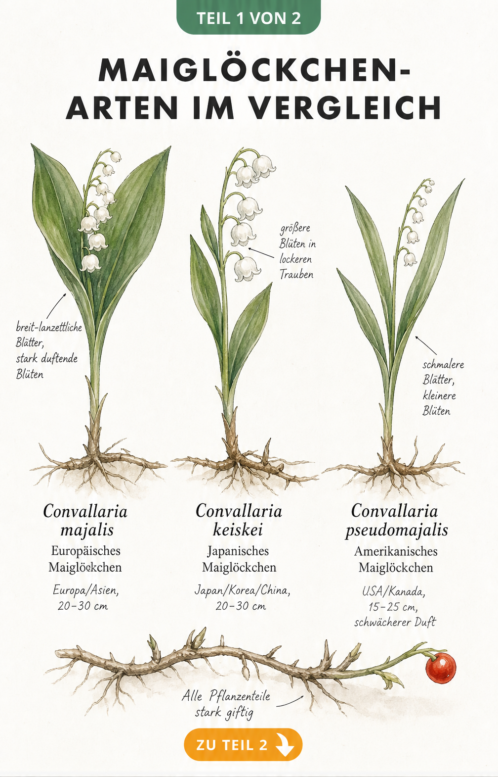 Botanische Illustration der drei Maiglöckchen-Arten Convallaria majalis, keiskei und pseudomajalis mit Wurzeln und Blüten