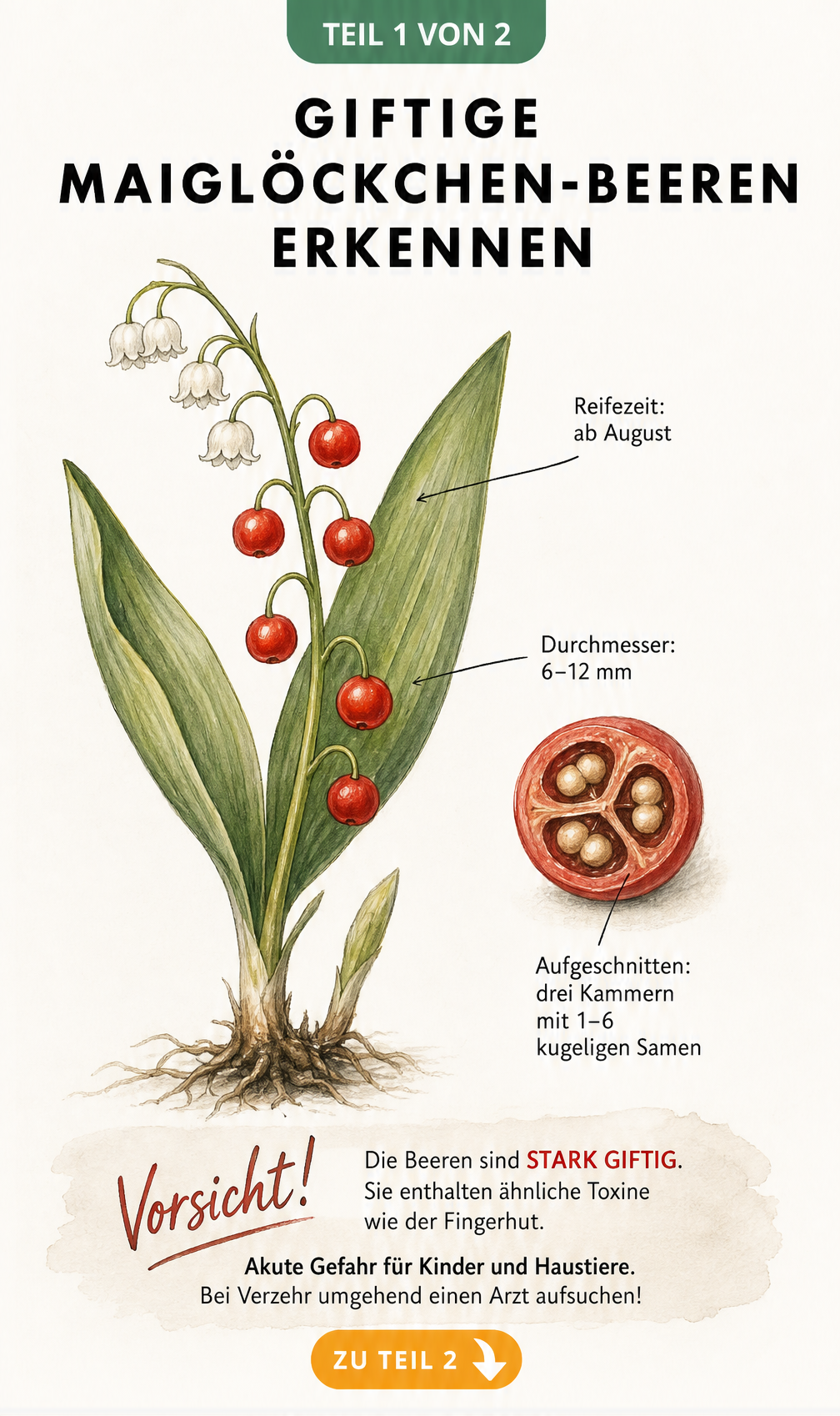 Botanische Illustration eines Maiglöckchens mit roten Beeren und Warnhinweis zur Giftigkeit