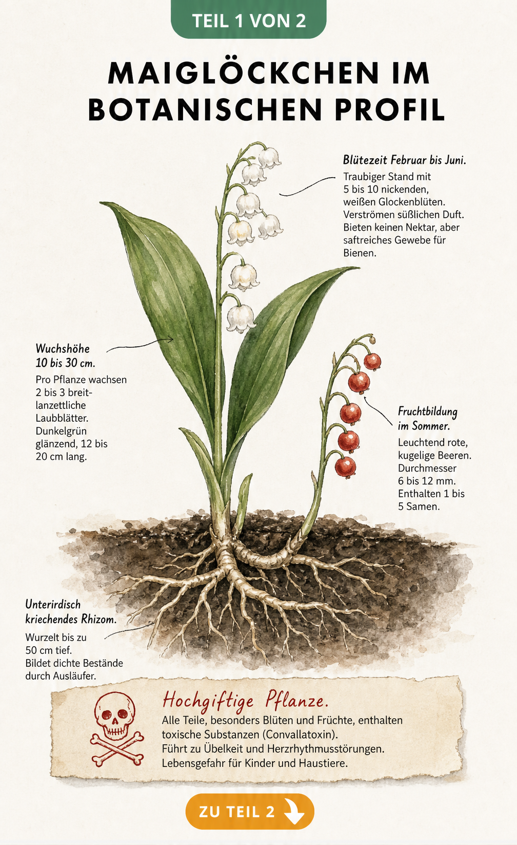 Botanische Illustration eines Maiglöckchens mit Wurzeln, Blättern, Blüten und roten Beeren sowie Hinweisen zur Giftigkeit