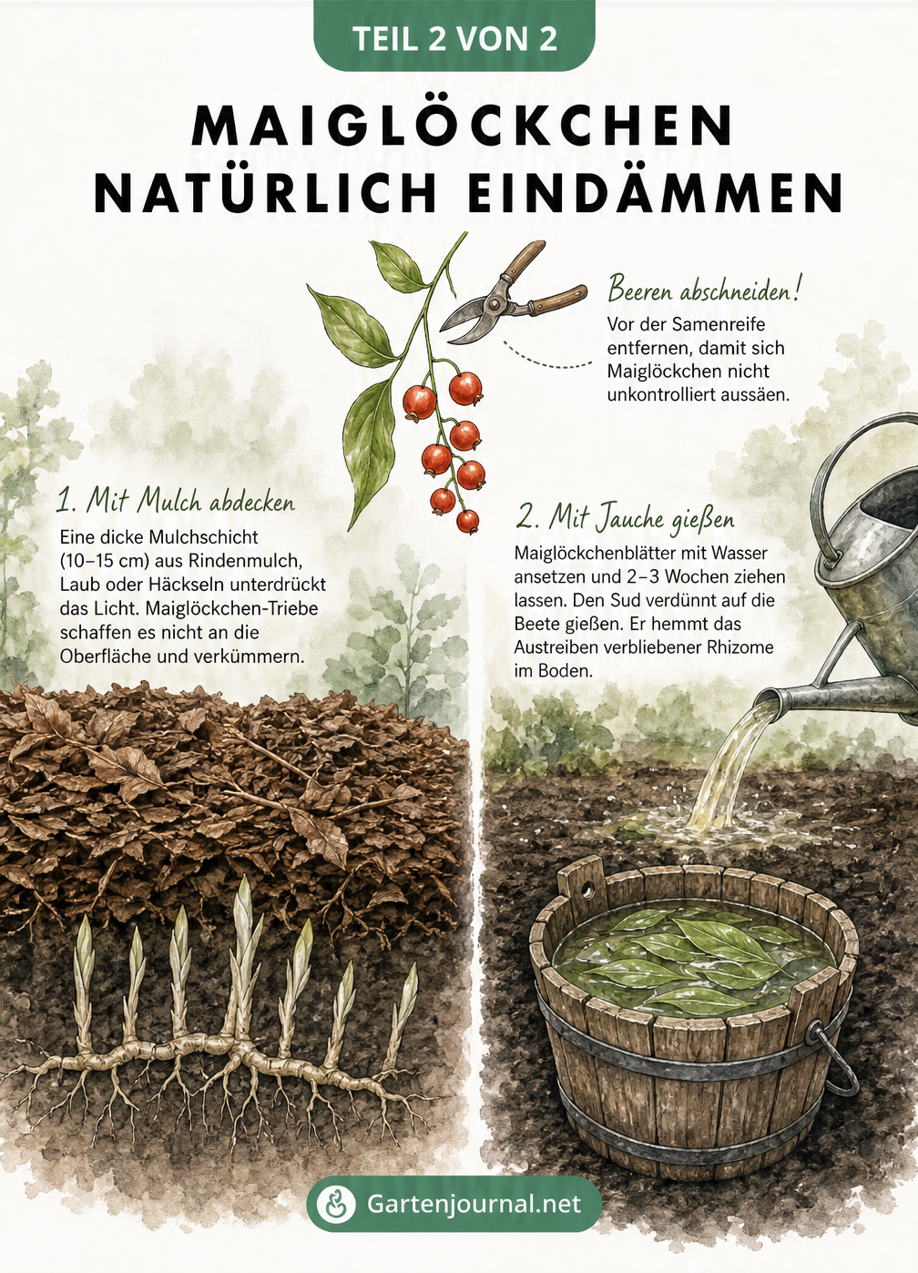 Aquarell-Illustration: Linke Seite zeigt dicke Mulchschicht über verkümmerten Maiglöckchen-Trieben. Rechte Seite zeigt Holzeimer mit Maiglöckchenjauche und...