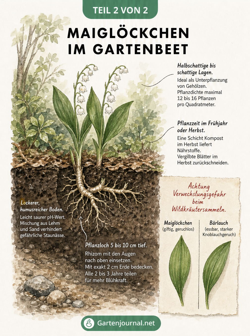 Querschnitt eines Gartenbeets mit gepflanzten Maiglöckchen-Rhizomen, Erdschichten und Vergleich von Maiglöckchen- und Bärlauchblättern