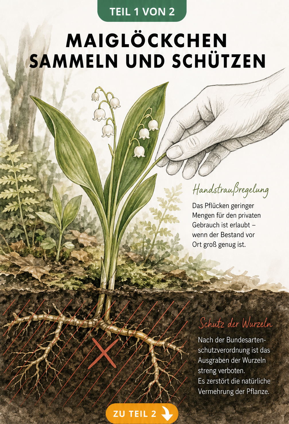 Botanische Illustration eines Maiglöckchens mit Wurzelwerk und einer Hand, die Blüten pflückt, mit Hinweisen zur Handstraußregelung und zum Artenschutz.