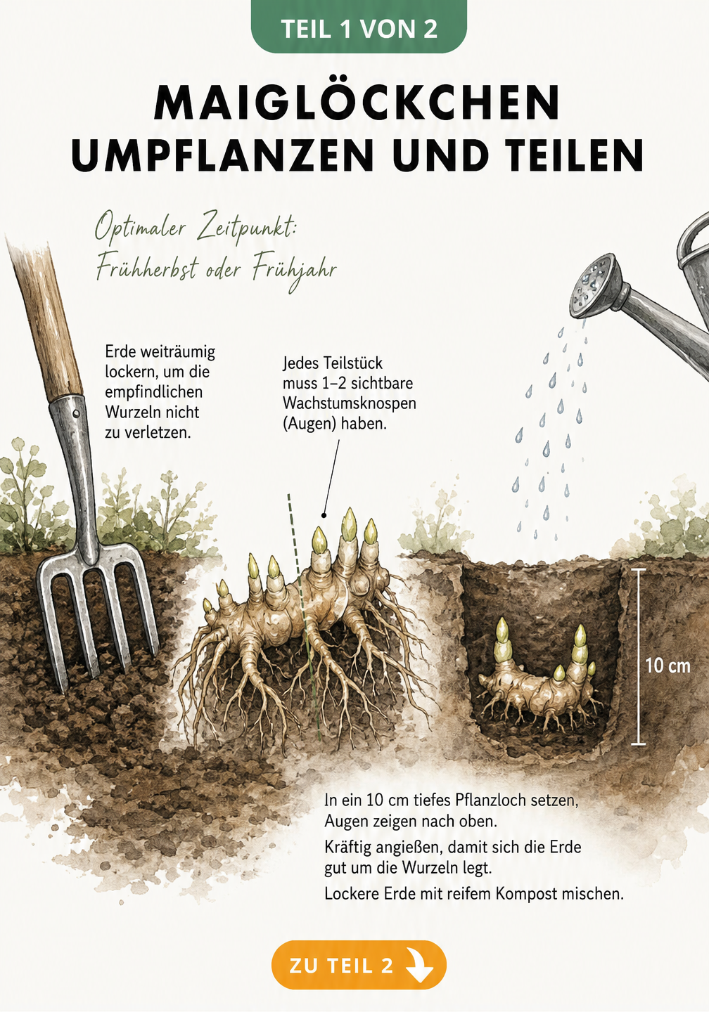 Botanische Illustration: Maiglöckchen-Rhizom mit Grabegabel ausgraben, teilen und in 10 cm tiefes Pflanzloch setzen.