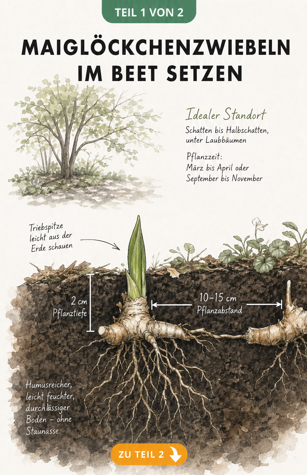 Botanische Querschnitt-Illustration des Gartenbodens mit einem frisch gepflanzten Maiglöckchen-Rhizom, Pflanztiefe und Pflanzabstand.