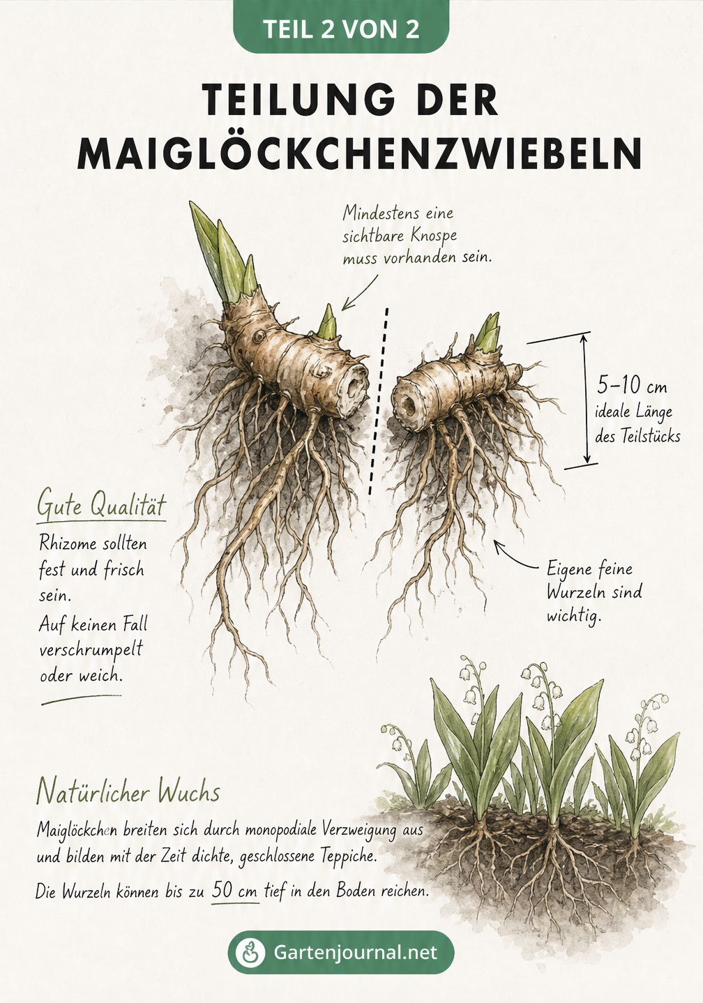 Detaillierte Illustration eines ausgegrabenen Maiglöckchen-Wurzelsystems, das die Teilung des Rhizoms zeigt.