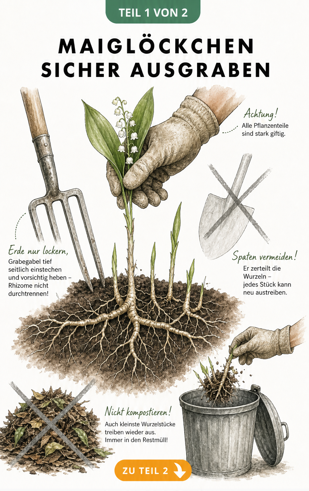 Botanische Schnittzeichnung: Maiglöckchen mit Rhizom-Netzwerk im Boden, Grabegabel lockert Erde, durchgestrichener Spaten, Hand mit Handschuh greift Stängel,...